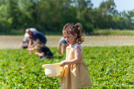 Adorable little girl picking strawberries on organic strawberry farm on sunny summer dayの写真素材