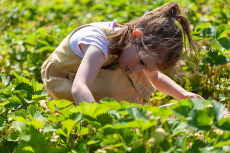 Cute little girl picking strawberries in the field on a sunny dayの写真素材