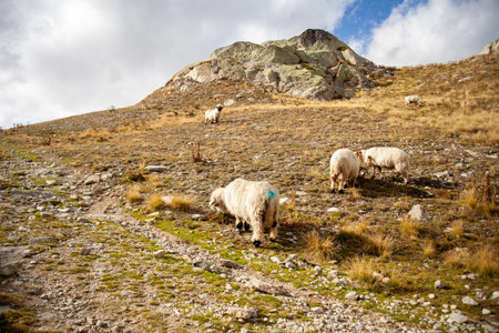 Sheep in the mountains. Swiss Alps, Switzerlandの写真素材