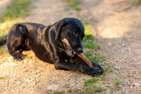Black labrador retriever dog playing with a stick in the parkの写真素材