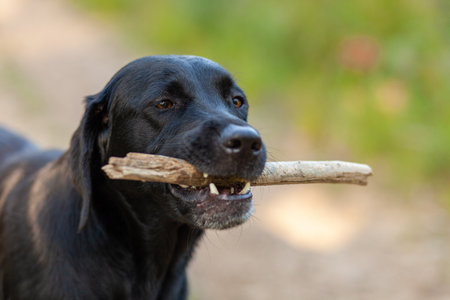 Portrait of black labrador retriever dog with stick in mouthの写真素材
