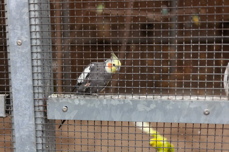 Cockatiel bird in a cage at a bird sanctuary.の写真素材