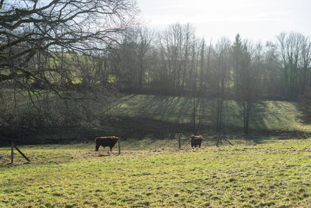 Cows grazing on a meadow in the countryside in winter.の写真素材