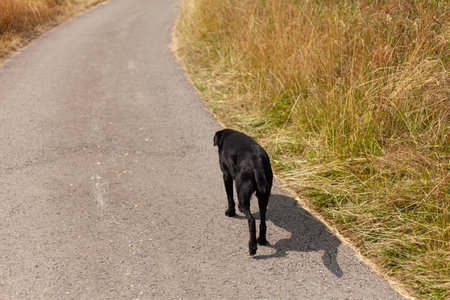 Black dog standing on the road in the field. Selective focus.の写真素材