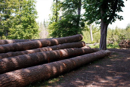 A row of cut pine trunks in the forest. Photo from an angle