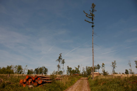 Forest road in summerの写真素材