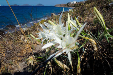 white edelweiss on the black sea coast. tourism. trips. landscapes.の写真素材