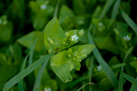 spring green grass with dew drops. Nature green grass texture above view, Grass background