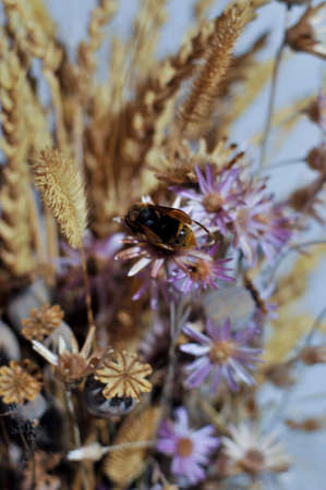 Spring Time Dried Flowers. Dried Flower Arrangement. Composition of dried flowers in a pot on a white tableclothの写真素材