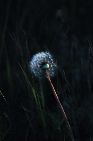 Closed Bud of a dandelion. Dandelion white flowers in green grass. High quality photo. Dandelion with the seeds on the green backgroundの写真素材