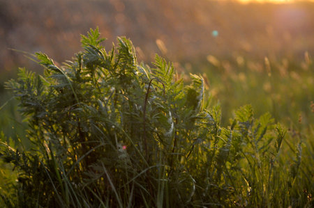 Brown and Green Grass Field during Sunset. Sunset in a field with grass featuring field, sunset. Beautiful Sunset Landscape with Silhouette of Grassの写真素材