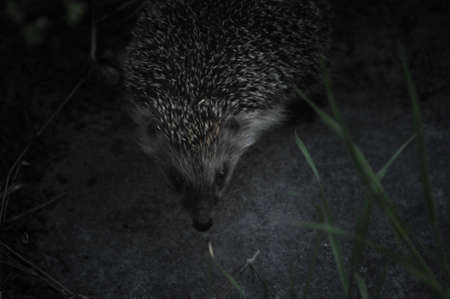 European hedgehog in natural garden habitat with green grass. Hedgehog, (Scientific name: Erinaceus europaeus)の写真素材