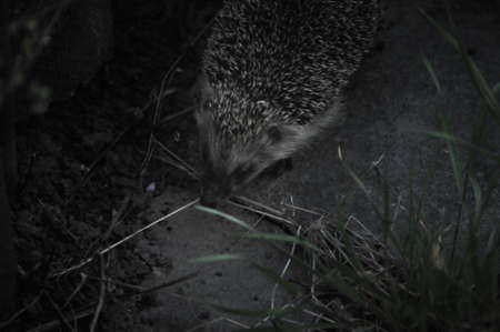 Hedgehog, (Scientific name: Erinaceus europaeus) European hedgehog in natural garden habitat with green grass.の写真素材