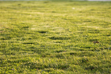 grassの写真素材