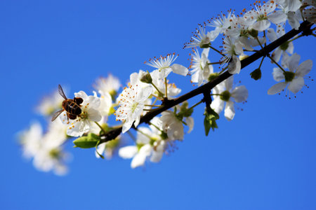 bee and spring
