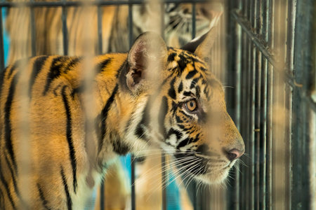 Bengal tiger in cageの写真素材