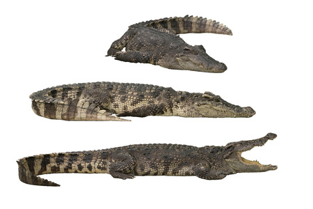 Isolated crocodile - Image of wild crocodile isolated in white background. Crocodile or true crocodile are reptiles that live throughout the tropics in Africa, Asia, the Americas and Australia.の写真素材