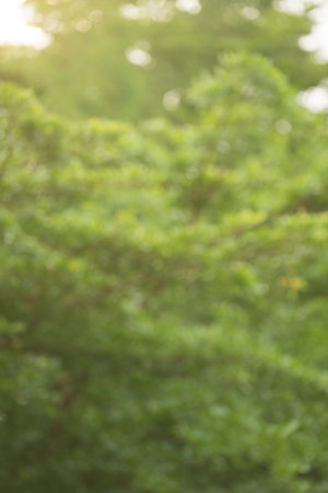Defocused green leaf and tree background. Warm summer sunlight.