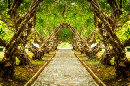 Plumeria tree tunnel with rocky path in the middleの写真素材