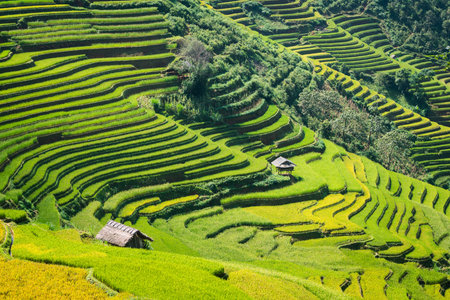 Terraced rice field landscape near Sapa in Vietnam. Mu Cang Chai Rice Terrace Fields stretching across the mountainside, layer by layer reaching up as endless, with about 2,200 hectares of rice terraces, of which 500 hectares of terraces of 3 communes sucのeditorial素材