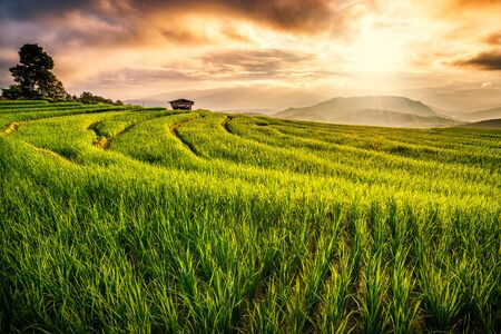 Sunset at rice field terrace in Mae Cham, Chiang Mai, Thailandの写真素材