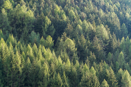 Green forest of fir and pine trees landscape background in the wilderness nature area. Concept of...