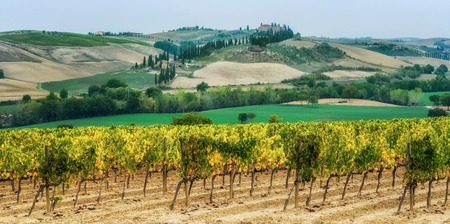 Vineyard landscape in Tuscany, Italy. Tuscany vineyards are home to the most notable wine of Italy.の写真素材