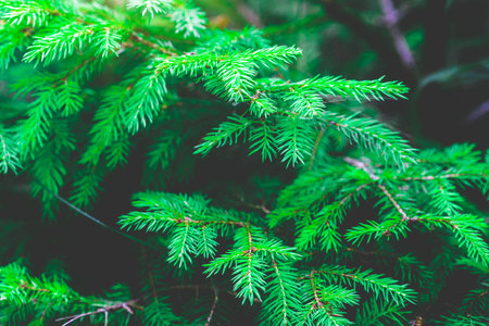 Soft focus image of greenery leaf in lush rain forest with sunshine in the morning. Green nature