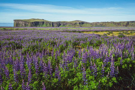 Lupine flowers field in Vik Iceland. Large landscape of Alaskan lupin.の写真素材