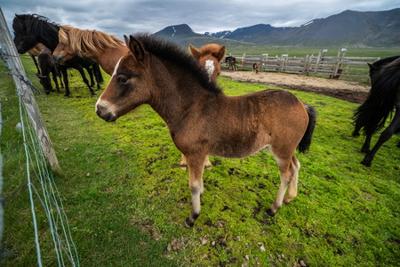 Icelandic horse in the field of scenic nature landscape of Iceland. The Icelandic horse is a breed of horse locally developed in Iceland as Icelandic law prevents horses from being imported.の写真素材