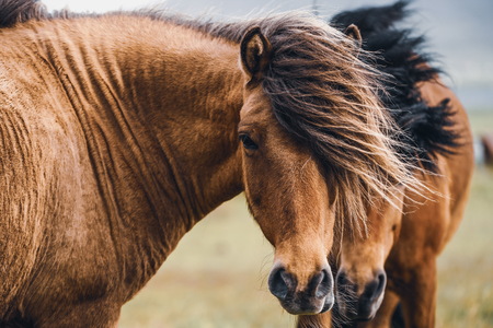 Icelandic horse in the field of scenic nature landscape of Iceland. The Icelandic horse is a breed of horse locally developed in Iceland as Icelandic law prevents horses from being imported.の写真素材