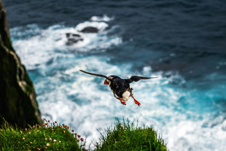 Atlantic puffin also know as common puffin is a species of seabird in the auk family.