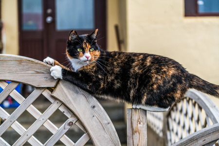 Black and brown color cat outside the house. Animal and pet.の写真素材