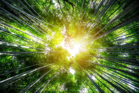 Arashiyama Bamboo Forest famous place in Kyoto Japan. - The Arashiyama Bamboo Grove is one of Kyotoâs top sightseeing for tourist travel to Kyoto and Kansai, Japan.の写真素材