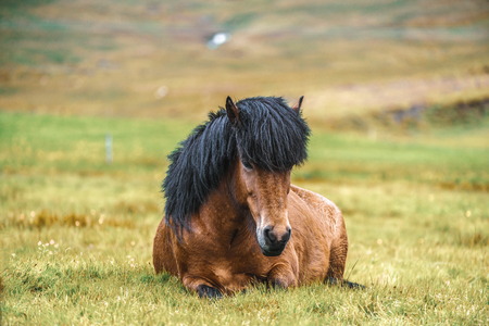 Icelandic horse in the field of scenic nature landscape of Iceland. The Icelandic horse is a breed of horse locally developed in Iceland as Icelandic law prevents horses from being imported.の写真素材