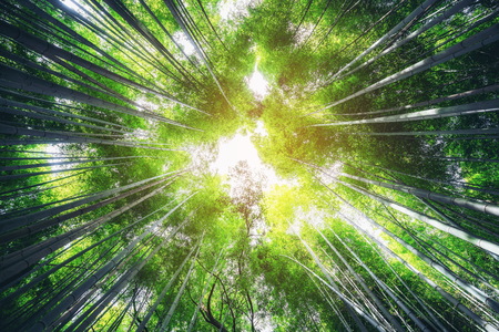 Arashiyama Bamboo Forest famous place in Kyoto Japan. - The Arashiyama Bamboo Grove is one of Kyotoâs top sightseeing for tourist travel to Kyoto and Kansai, Japan.の写真素材