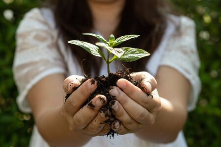 Young plant tree sprout in woman hand. Concept of farming and environment protecting.の写真素材