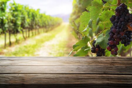 Brown wood table in green spring vineyard landscape with empty copy space on the table for product display mockup. Agriculture winery and wine tasting concept.の写真素材