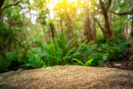 Empty rock table for product display in jungle of Tasmania, Australia. Nature product advertisement concept.の写真素材