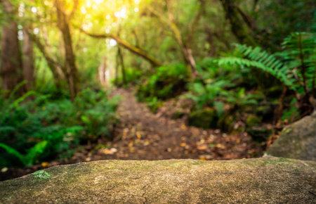 Empty rock table for product display in jungle of Tasmania, Australia. Nature product advertisement...