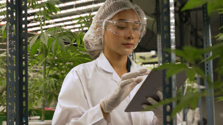 Scientist test cannabis product in curative indoor cannabis farm with scientific equipment before harvesting to produce cannabis productsの写真素材