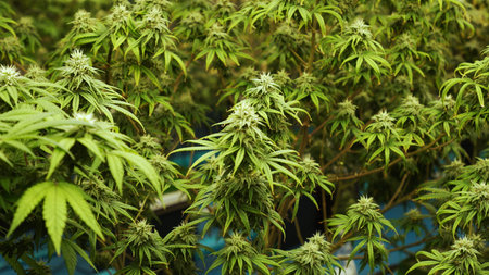 Cannabis plant in curative cannabis weed farm for medical cannabis product . The indoor agriculture...