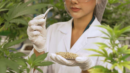 Scientist test cannabis product in curative indoor cannabis farm with scientific equipment before harvesting to produce cannabis productsの写真素材