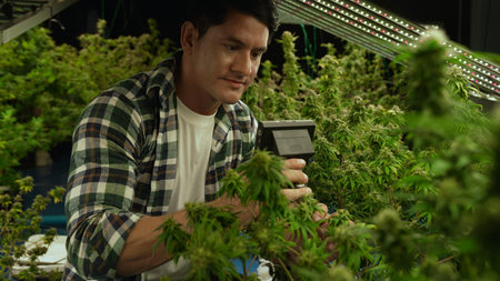 Cannabis farmer use microscope to analyze CBD in curative cannabis farm before harvesting to produce...