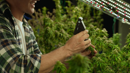 Cannabis farmer use microscope to analyze CBD in curative cannabis farm before harvesting to produce cannabis productsの写真素材