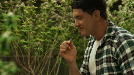 Marijuana farmer tests marijuana buds in curative marijuana farm before harvesting to produce...