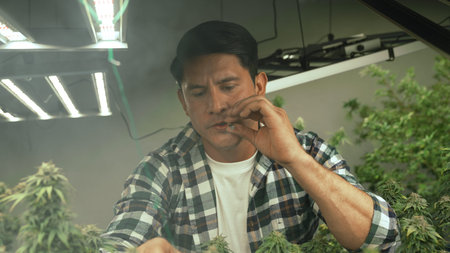 Marijuana farmer smoking rolled marijuana weed joint in curative marijuana farm for recreation or...