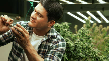 Marijuana farmer tests marijuana buds in curative marijuana farm before harvesting to produce marijuana productsの写真素材