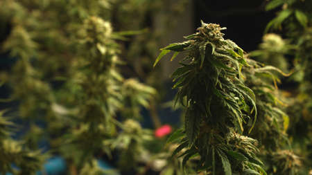 Cannabis plant in curative cannabis weed farm for medical cannabis product . The indoor agriculture farm provide high quality medicinal cannabis production for health care and medicine uses .の写真素材
