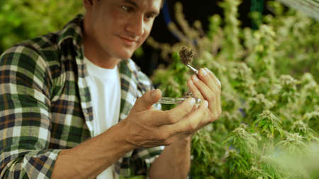 Marijuana farmer tests marijuana buds in curative marijuana farm before harvesting to produce marijuana productsの写真素材
